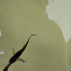 ブラック鰭長メダカ［サタン]の画像