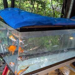 中古1200アクリル水槽 鉄製水槽台