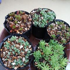 多肉植物　色々セダム
