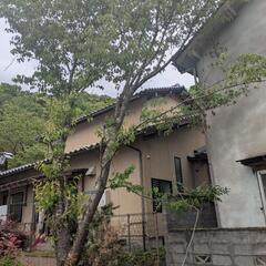 桜の木