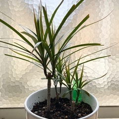 ドラセナ　観葉植物