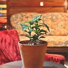 観葉植物　コーヒーの木　高さ33cm　6号のテラコッタ鉢と受け皿付き