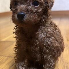 4月生まれトイプー君🎉