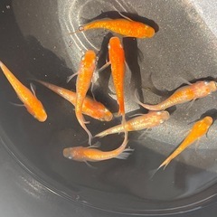 紅白ラメ画像すべて１０００円