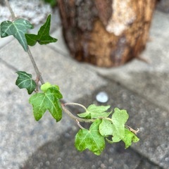 ヘデラ🌿蔦🌿アイビー