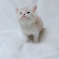 スコティッシュフォールド男の子販売中