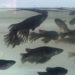 ブラックダイヤヒレ長画像すべて２０００円