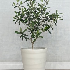 
オリーブ　全高58cmの画像