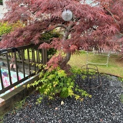 紅葉　もみじ　庭木