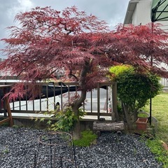 紅葉　もみじ　庭木　枝垂れ紅葉　しだれの画像