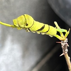 アゲハチョウの幼虫9匹