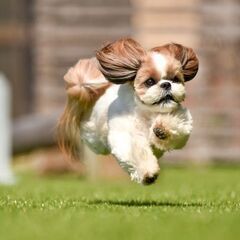 園内の清掃業務やドッグランの清掃・障がい者積極採用・がいこくせき...