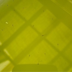 受付中🔴ミックスめだか 針子 30匹 どんなめだかになるかお楽し...