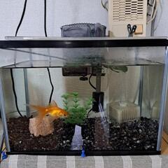 金魚セット一式　　お取引中