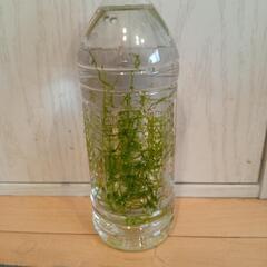 水草  ウィローモス ①