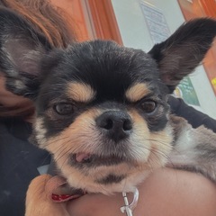 チワワ(ロング)約3歳