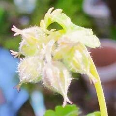 : Geranium x cantabrigiense Biokovoの画像