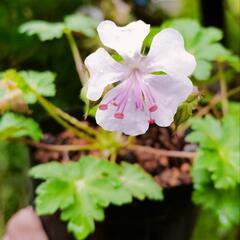 : Geranium x cantabrigiense Biokovo