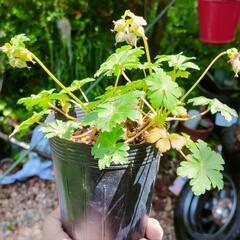 : Geranium x cantabrigiense Biokovoの画像