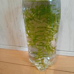 水草