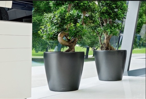 【新品未使用】LECHUZA クラシコ50 高級大型鉢