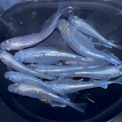 みゆきめだか