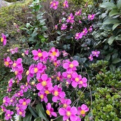 秋明菊