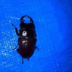 国産オオクワガタ(能勢SR)ペア♂43♀34の画像