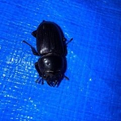 国産オオクワガタ(能勢SR)ペア♂43♀34の画像