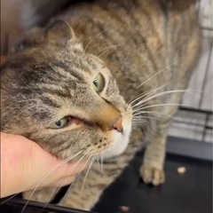 調布🐈保護猫と暮らせるシェアハウス - シェアハウス