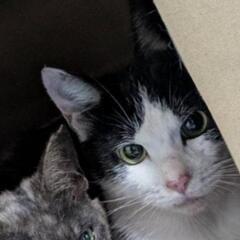 (急募)　猫　避妊済みの穏やかな女の子　