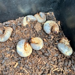 カブトムシ 幼虫 未選別