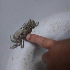 親子で釣りや虫取りに行く仲間募集 - メンバー募集