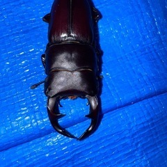 国産オオクワガタ(久留米)ペア♂56♀36の画像