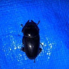 国産オオクワガタ(久留米)ペア♂56♀36の画像
