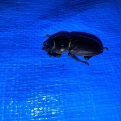 国産オオクワガタ(久留米)ペア♂56♀36の画像
