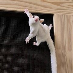 フクロモモンガ クリモザ値引き中！！ - 地元のお店