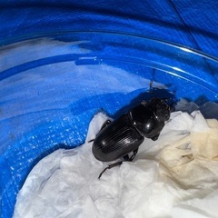 国産オオクワガタ(上阿古谷)ペア♂62♀34の画像