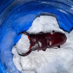 国産オオクワガタ(上阿古谷)ペア♂62♀34の画像