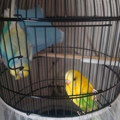 セキセイインコ二羽