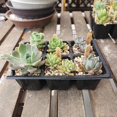 (お話し中)多肉植物　六種５月