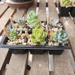 多肉植物６種類セット