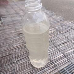ゾウリムシ500ml１本メダカの稚魚用☆針子の餌
