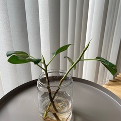 フィカス　ベンガレンシス　２本セット！観葉植物　水差し　挿し木　植物
