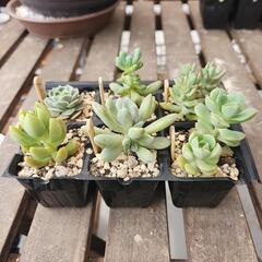 多肉植物　六種セット