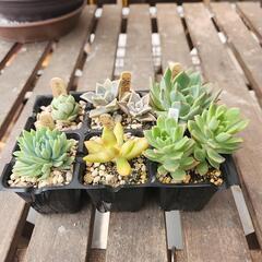 多肉植物６種類セット５月