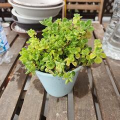 多肉植物　アロマティカス　中