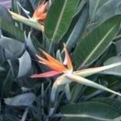 ストレチア　生花　切り花
