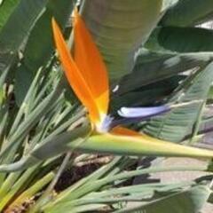ストレチア　生花　切り花の画像