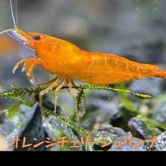 オレンジチェリーシュリンプ15匹+αの画像